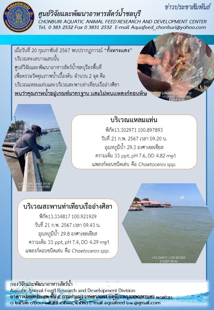 ข่าวประชาสัมพันธ์ :  พบปรากฏการณ์ “กั้งหางแดง” บริเวณทะเลบางแสน..คลิก