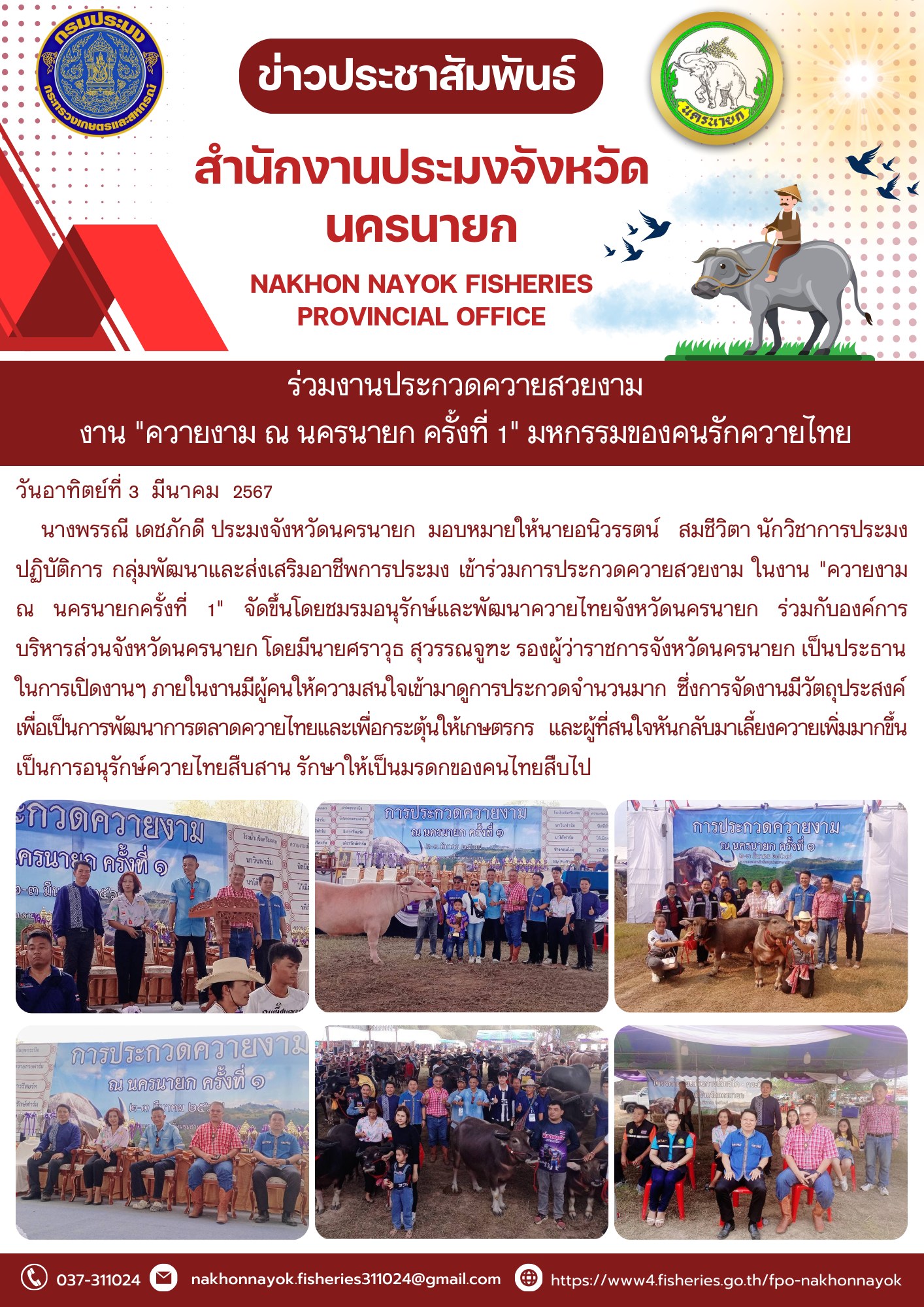 ร่วมงานประกวดควายสวยงาม งาน..คลิก