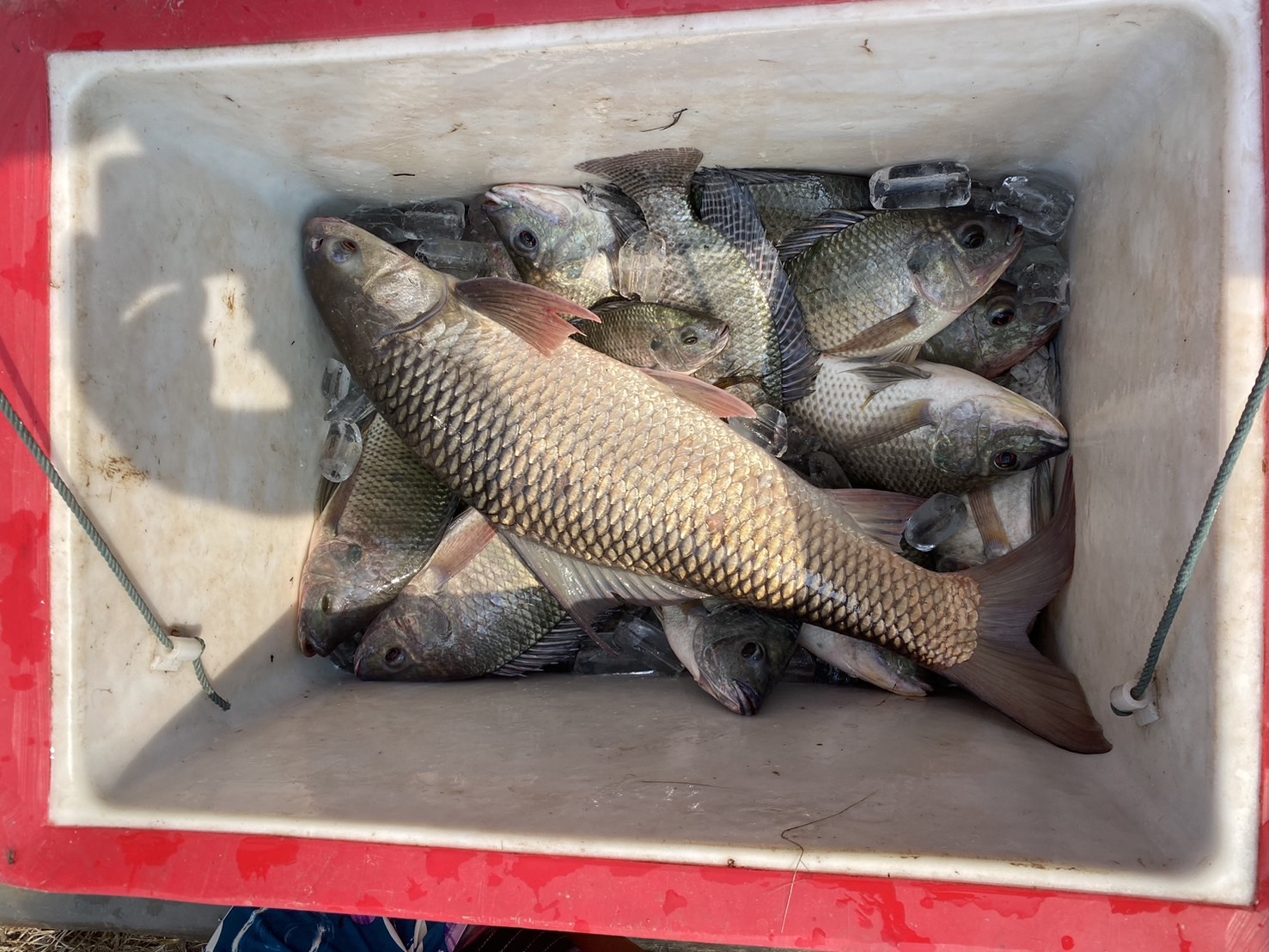 นายเมธา ตาลเหล็ก ประมงอำเภอนากลาง ร่วมกับนายไพศาล ศรีคูณ นักวิชาการประมง ติดตามการดำเนินกิจกรรมของกลุ่มแปลงใหญ่ปลาตะเพียนขาวตำบลกุดแห่ ดำเนินการเพาะพันธุ์ปลาตะเพียนขาว โดยใช้ชุดเพาะพันธุ์ปลาเคลื่อนที่ (Mobile hatchery)..คลิก