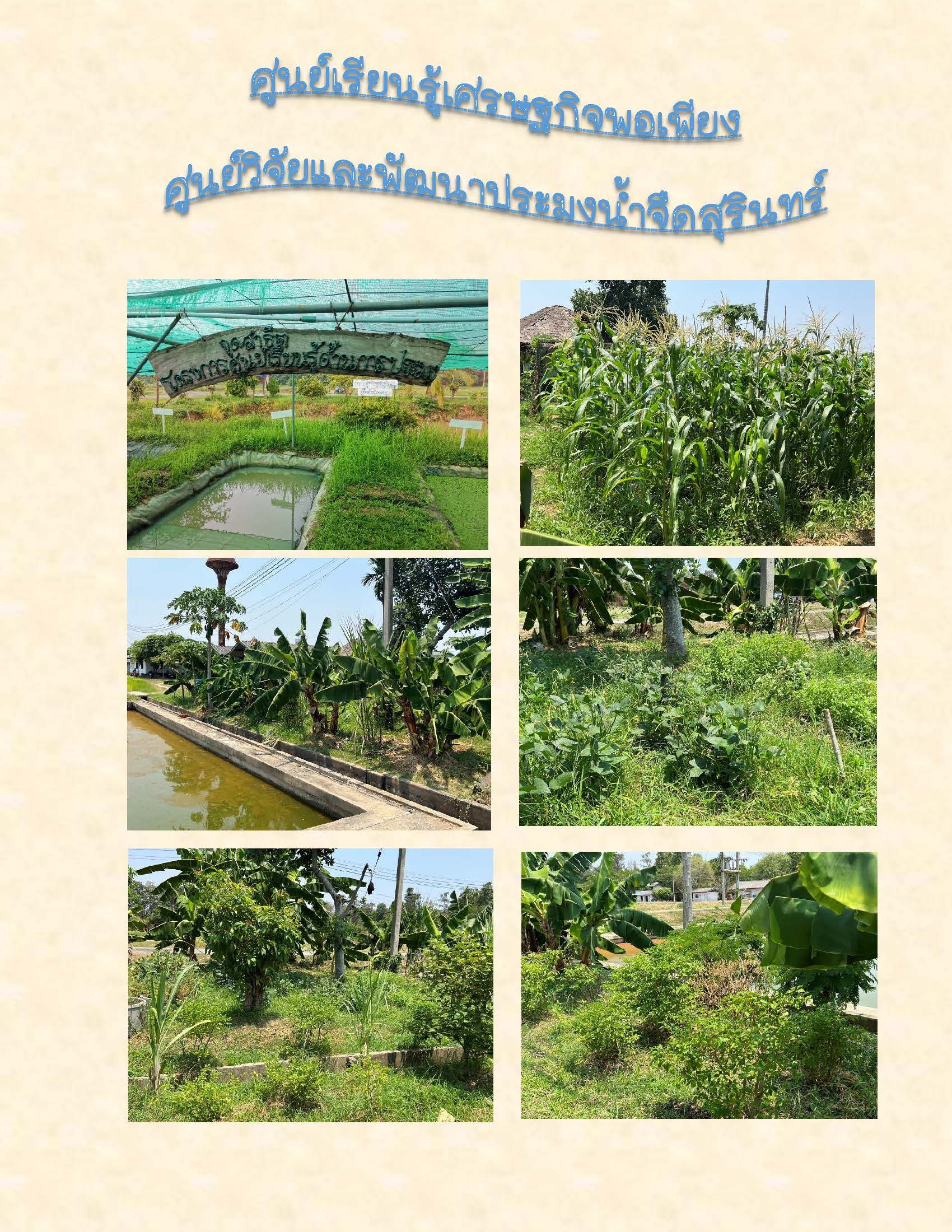 เศรษฐกิจพอเพียง