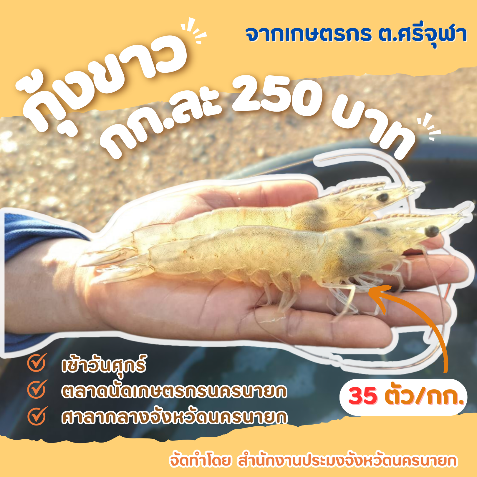 กุ้งสดๆ  จากเกษตรกรโดยตรง..คลิก