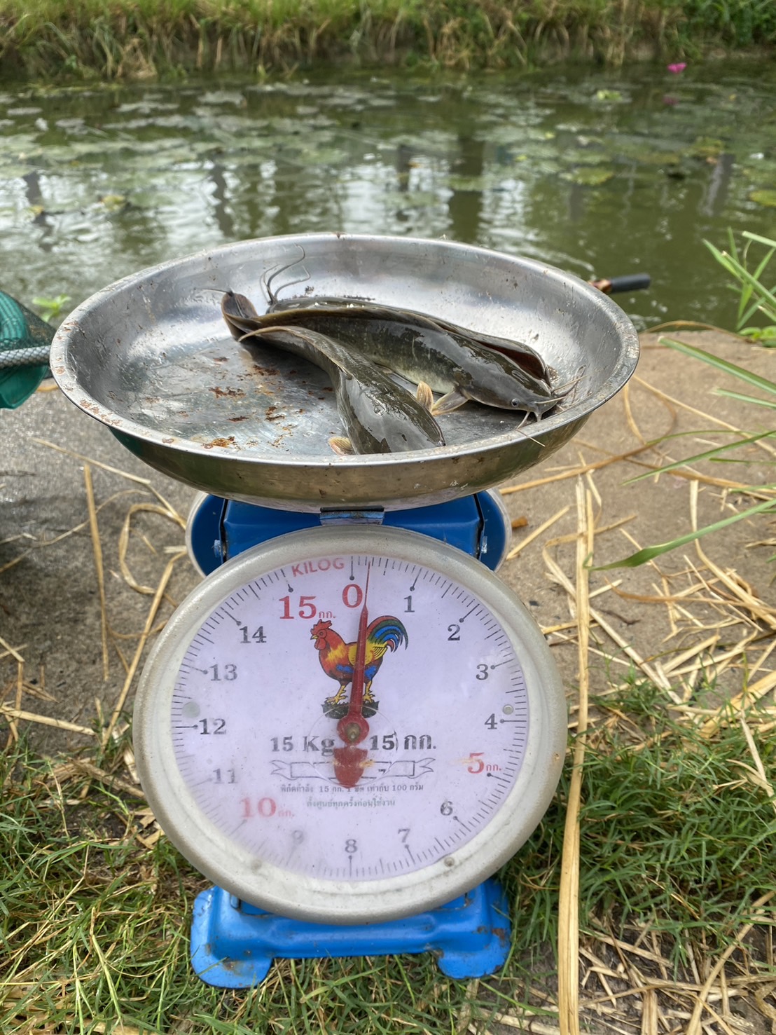 ติดตามกิจกรรมด้านการประมง โรงเรียนตามพระราชดำริ  โครงการส่งเสริมการดำเนินงานอันเนื่องมาจากพระราชดำริ