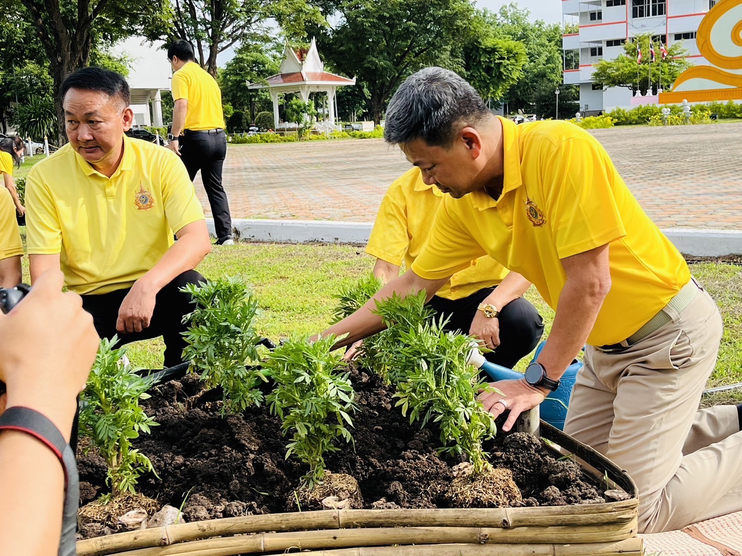 กิจกรรมปลูกต้นดาวเรือง ภายใต้โครงการปลูกปอเทืองเพื่อเฉลิมพระเกียรติ