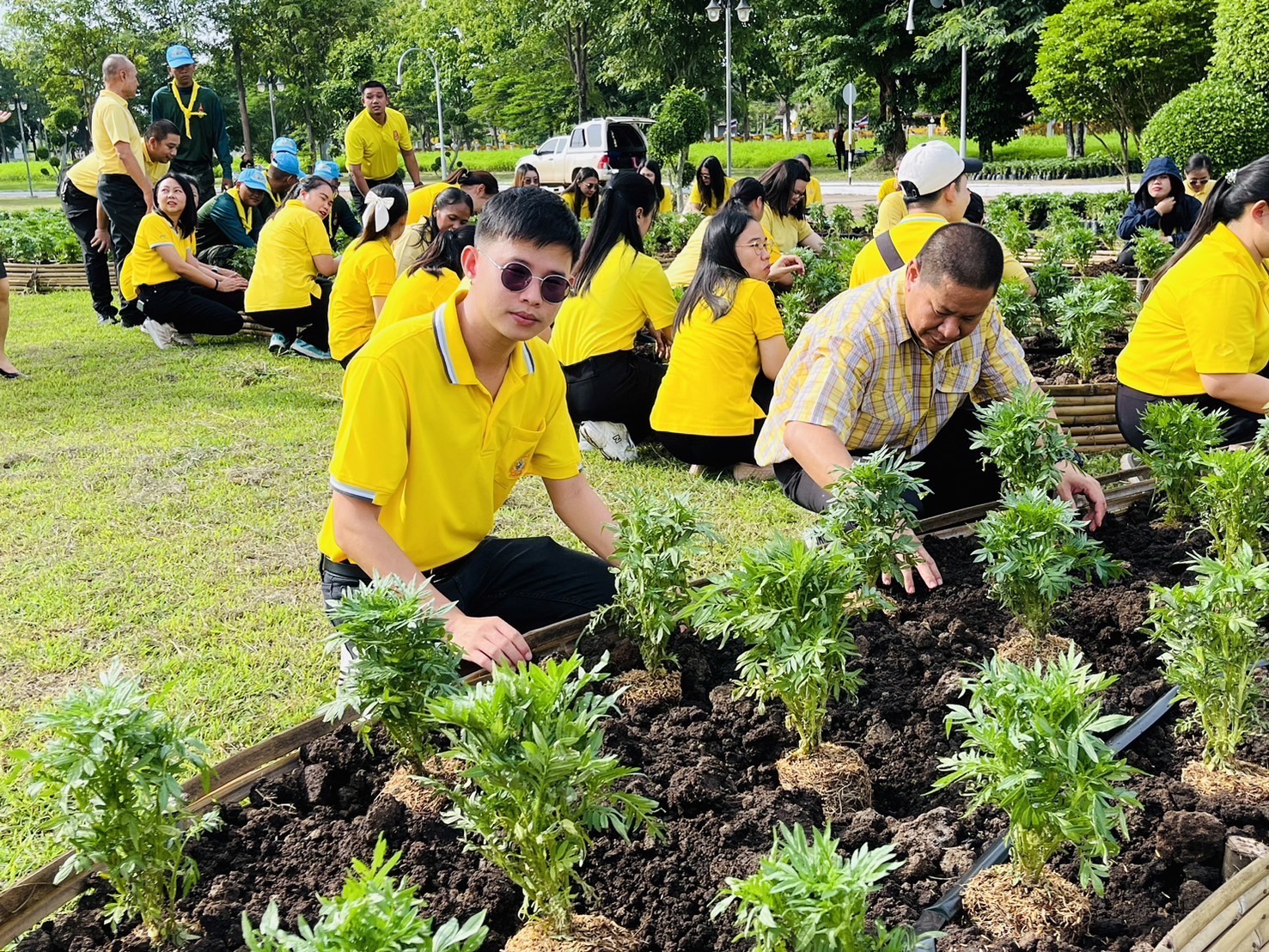 กิจกรรมปลูกต้นดาวเรือง ภายใต้โครงการปลูกปอเทืองเพื่อเฉลิมพระเกียรติ..คลิก