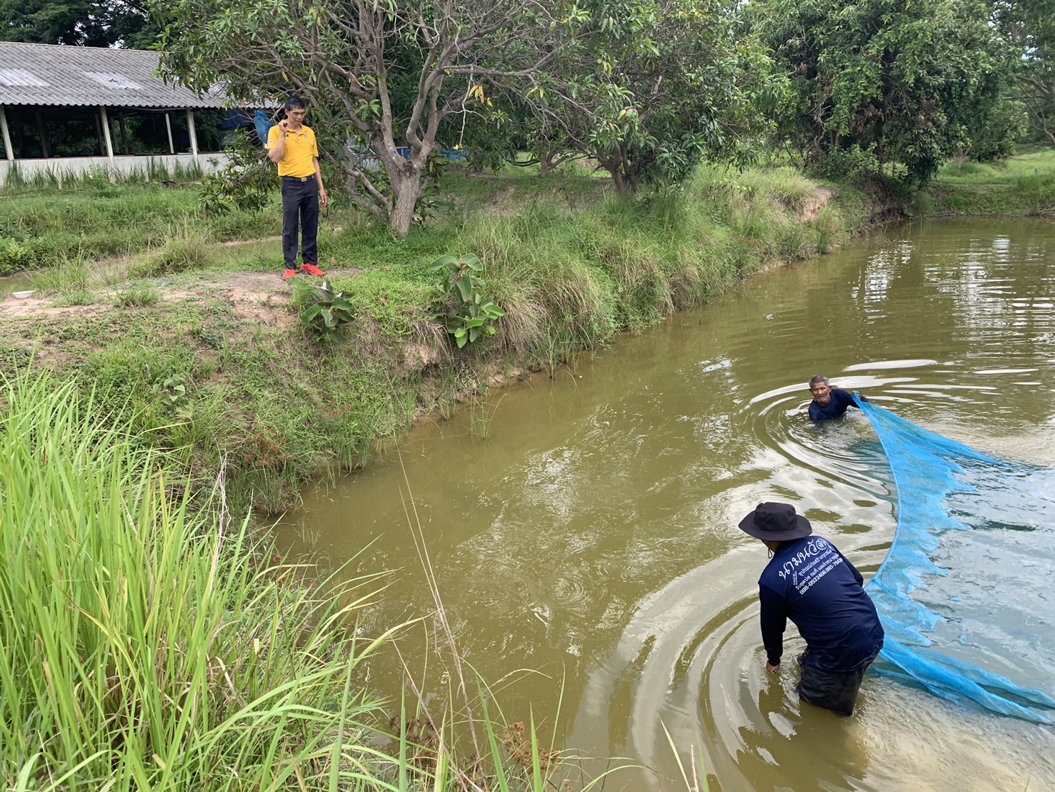 ทีมประมงจังหวัดอุบลราชธานี ติดตามผลการเพาะพันธุ์ปลาตะเพียน ฟาร์มตัวอย่างฯ บ้านยางน้อย รุ่นที่ 1-3..คลิก