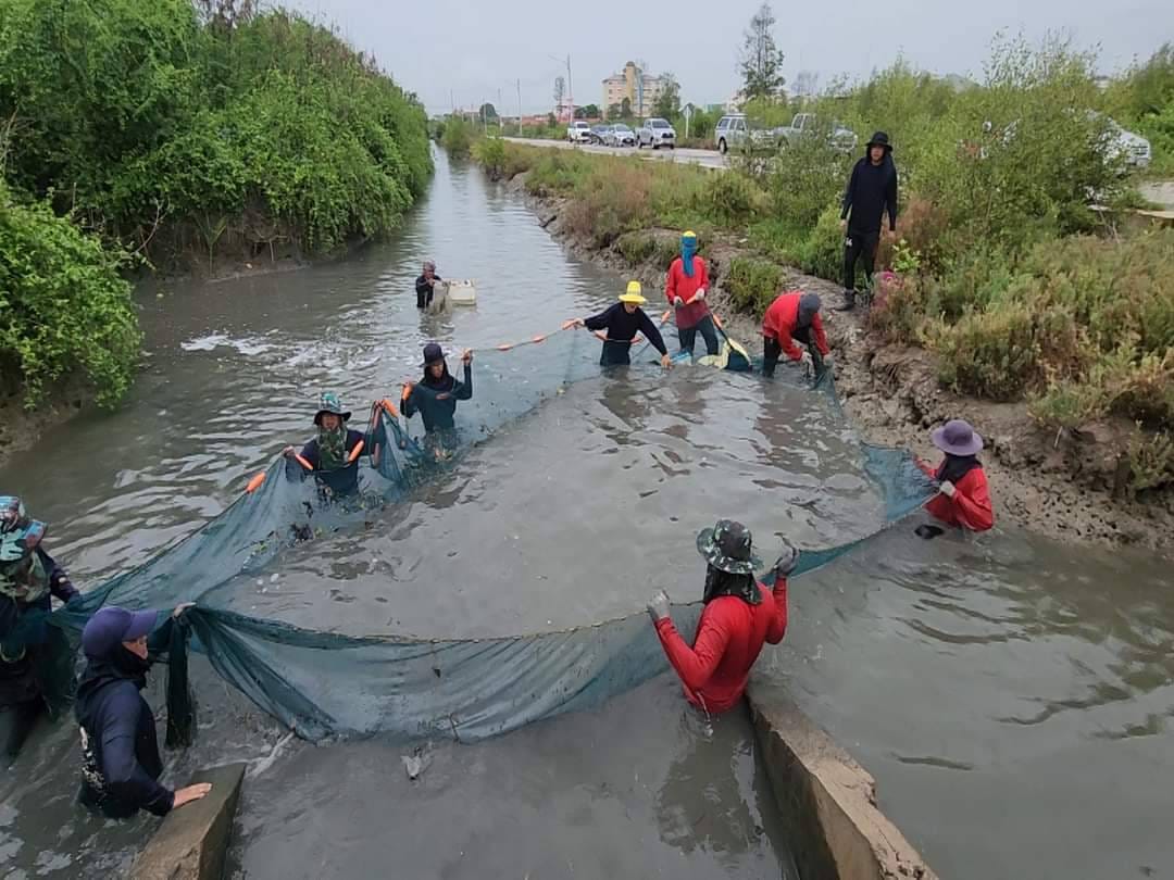 ประมงสมุทรสงคราม พร้อมพันธมิตร เดินหน้าจับไม่หยุด “ล่าปลาหมอคางดำ” ฟื้นฟูความหลากหลายทางชีวภาพ..คลิก