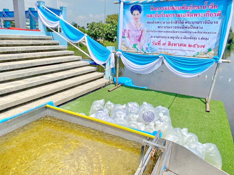 สนับสนุนพันธุ์ปลากินพืช เพื่อปล่อยลงสู่หานควนถบ อ.เมือง จ.พัทลุง..คลิก