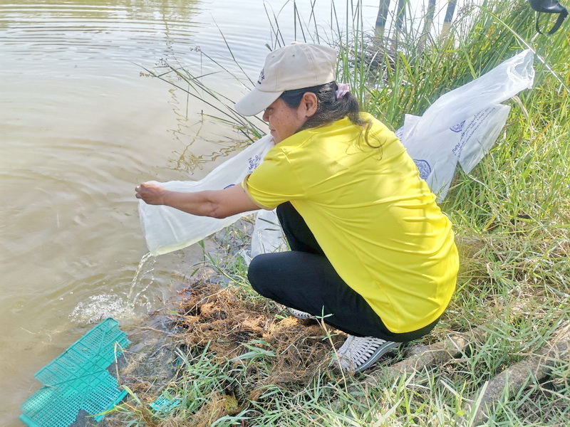ร่วมปล่อยพันธุ์กุ้งก้ามกราม ลงสู่ทะเลสาบสงขลา อ.เมือง จ.พัทลุง..คลิก