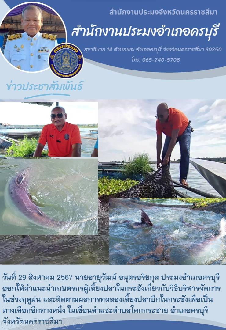 วันที่ 29 สิงหาคม 2567 ประมงอำเภอครบุรี ออกให้คำแนะนำเกษตรกรผู้เลี้ยงปลาในกระชังเกี่ยวกับวิธีบริหารจัดการในช่วงฤดูฝน ในเขื่อนลำแชะ ตำบลโคกกระชาย อำเภอครบุรี..คลิก