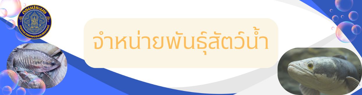 จำหน่ายลูกพันธุ์สัตว์น้ำ