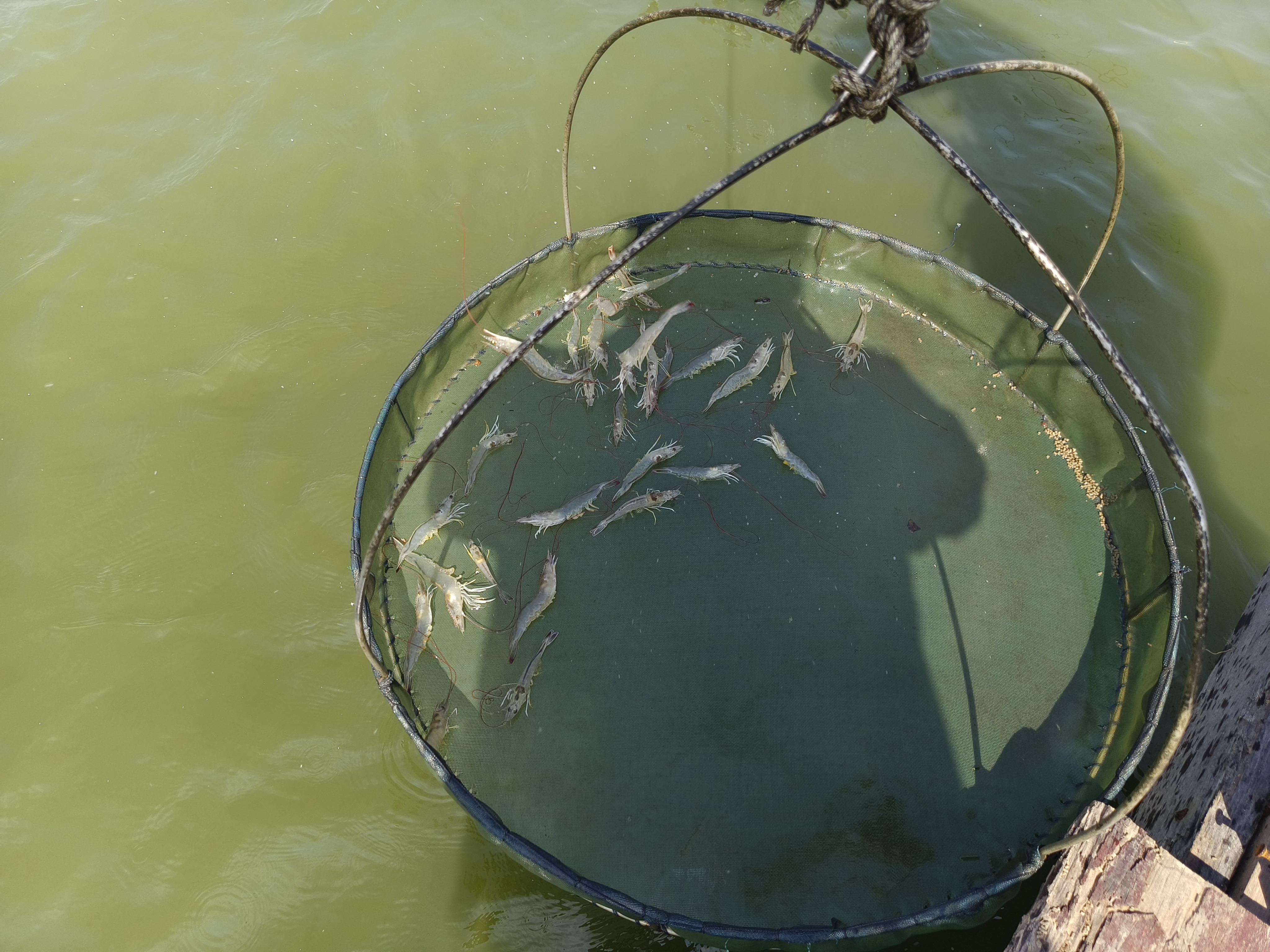 สำรวจข้อมูลผลผลิตกุ้งทะเล ฟาร์มกุ้งศรีโพนสูง และฟาร์มอาฮงกะพงทอง อำเภอบ้านบ้านดุง จังหวัดอุดรธานี..คลิก