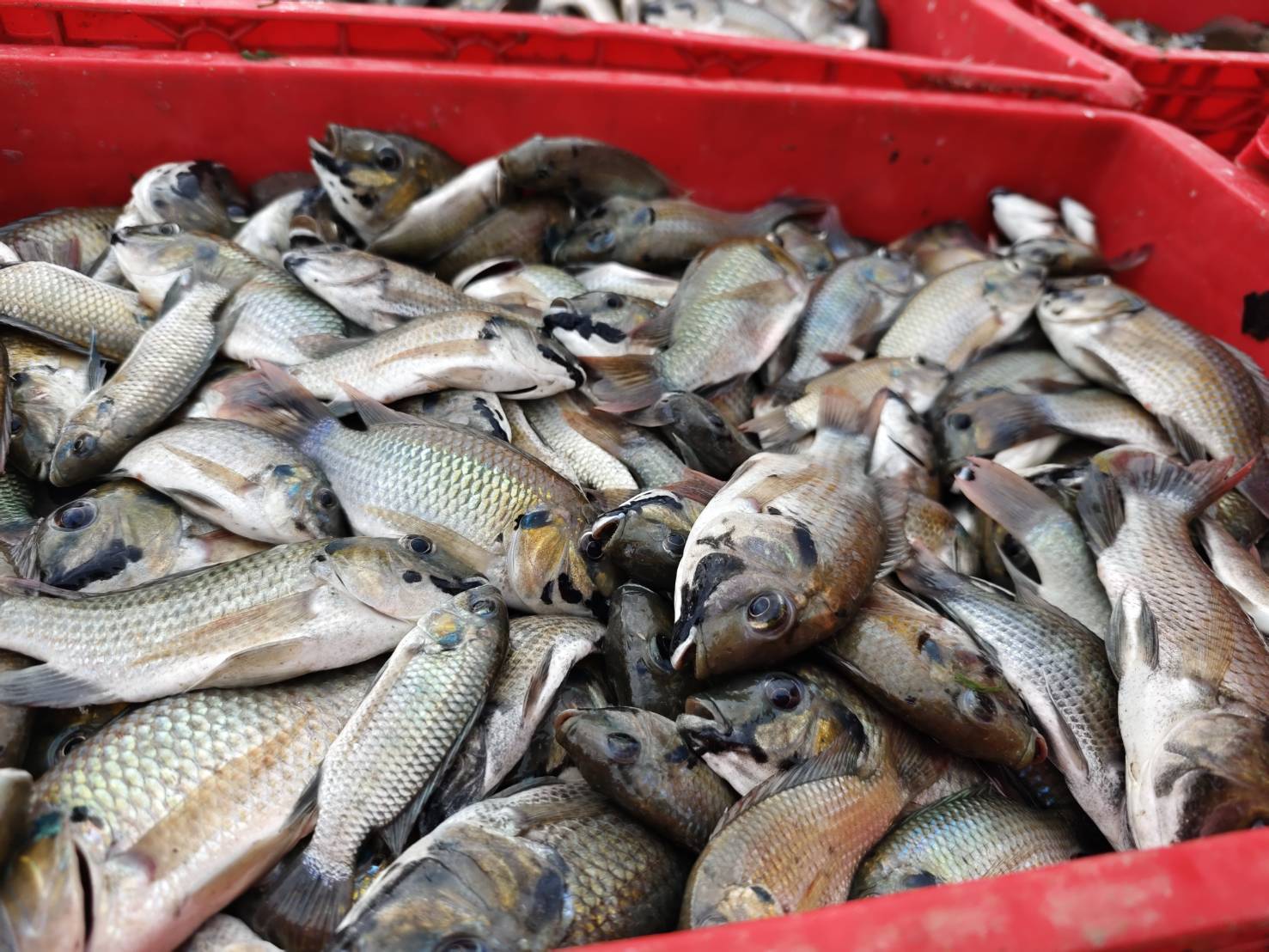 กำกับควบคุมดูแลการใช้ เครื่องมืออวนทับตลิ่ง ซึ่งเป็นเครื่องมือที่ได้รับอนุญาตให้ทำการประมง..คลิก