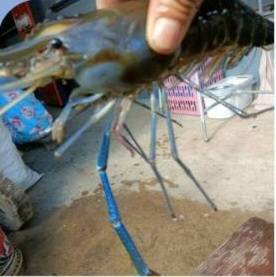 ผลผลิตกุ้งก้ามกราม หรือกุ้งแม่น้ำ ที่ปล่อยในลำเซบาย บริเวณ ม.5,6 ต.ดุมใหญ่ และอ่างเก็บน้ำห้วยยาง ม.2 ต.หนองเหล่า..คลิก