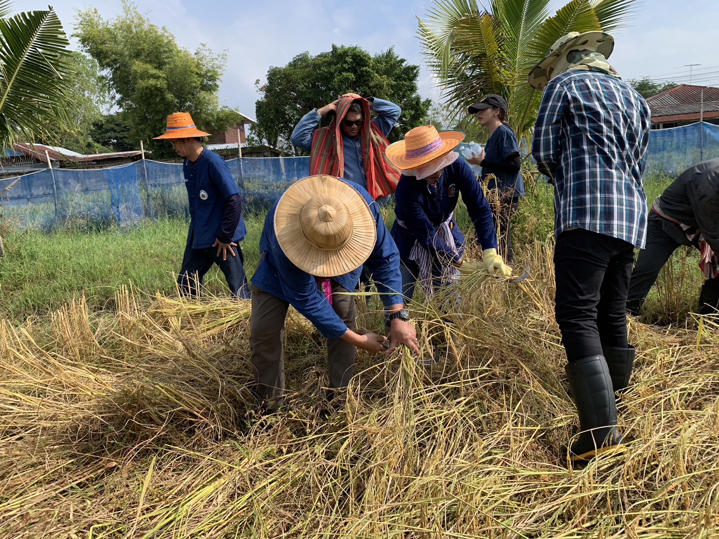 ประมงอำเภอเขื่องใน ร่วมกิจกรรมสืบสานประเพนีลงแขกเกี่ยวข้าว และวัดผลผลิตข้าว ปี 2567..คลิก