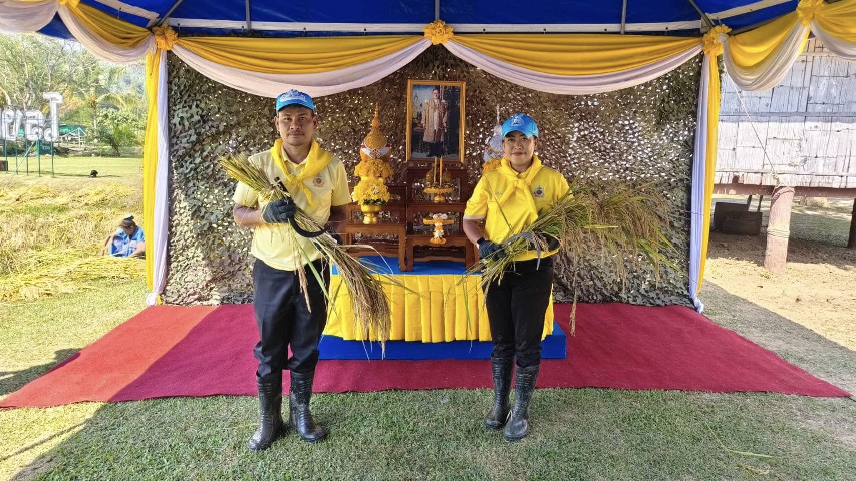 ร่วมกิจกรรมเกี่ยวข้าวตามโครงการ 