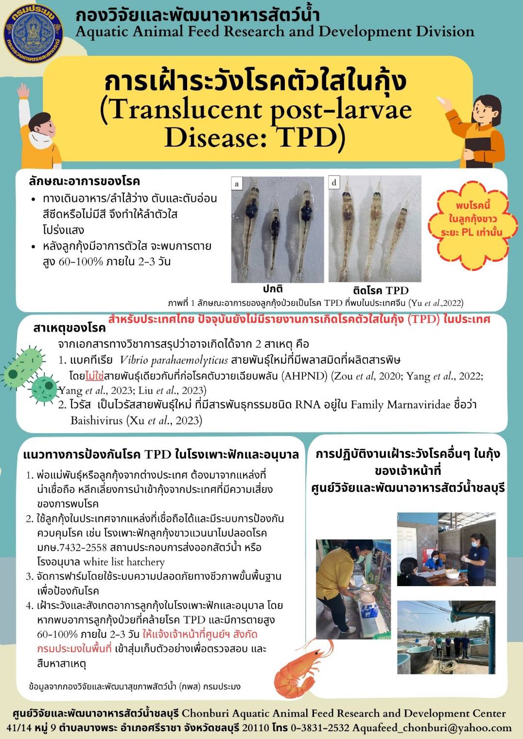การเฝ้าระวังโรคตัวใสในกุ้ง (Translucent post-larvae Disease: TPD)
