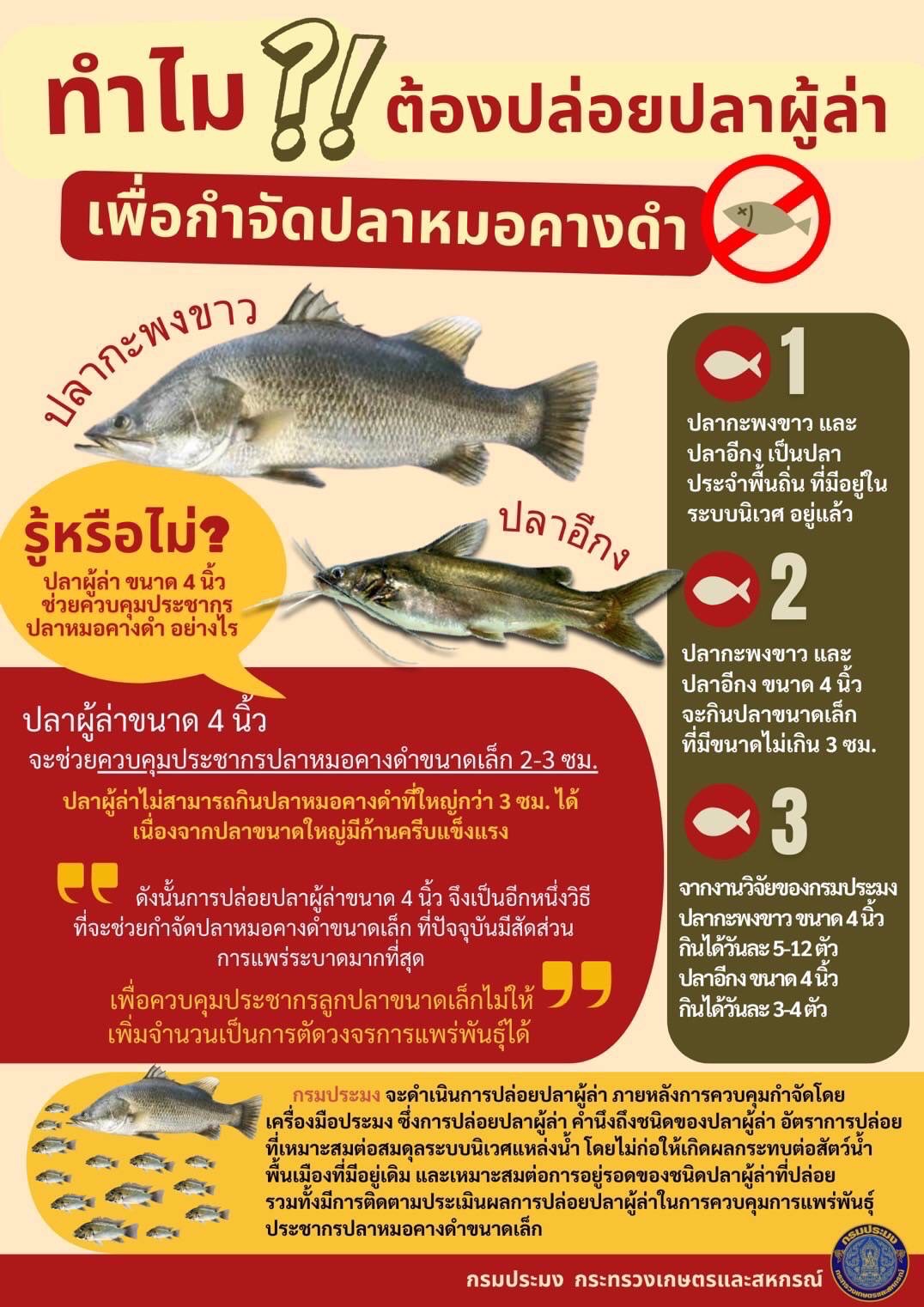 ??ทำไมต้องปล่อยปลาผู้ล่า เพื่อกำจัดปลาหมอคางดำ..คลิก