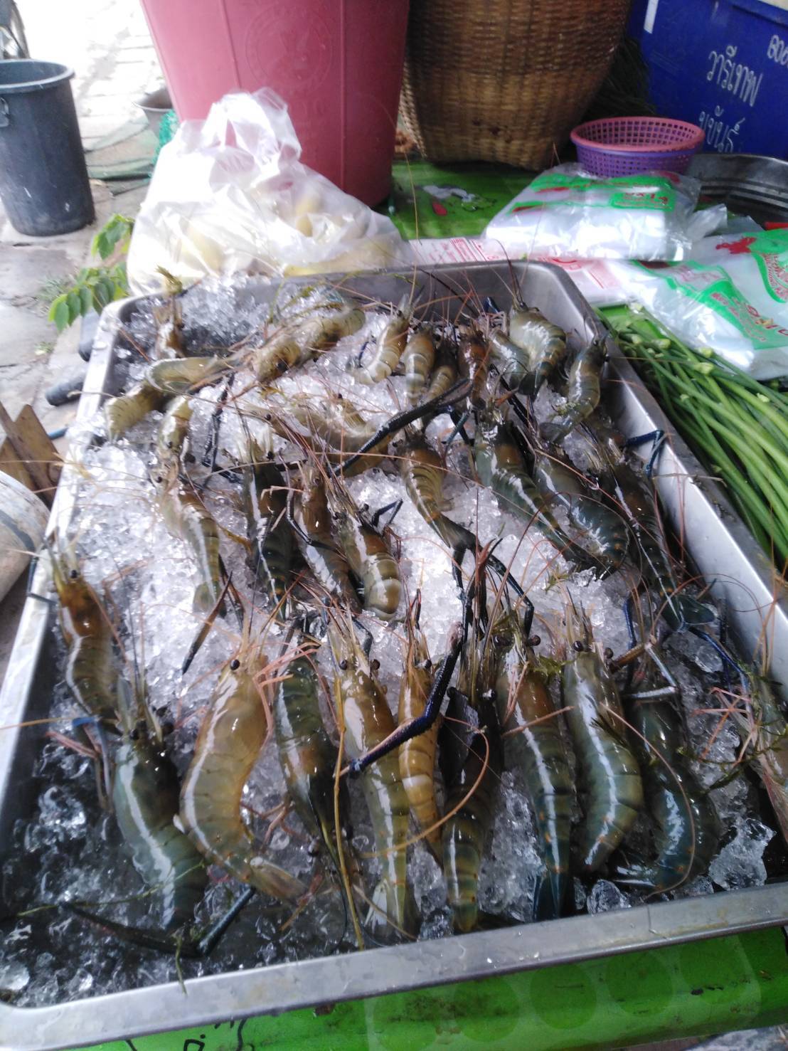เข้าพื้นที่ตรวจเยี่ยม เก็บข้อมูล และวางแผนการเลี้ยง ในแปลงทดลองเลี้ยงกุ้งก้ามกราม..คลิก