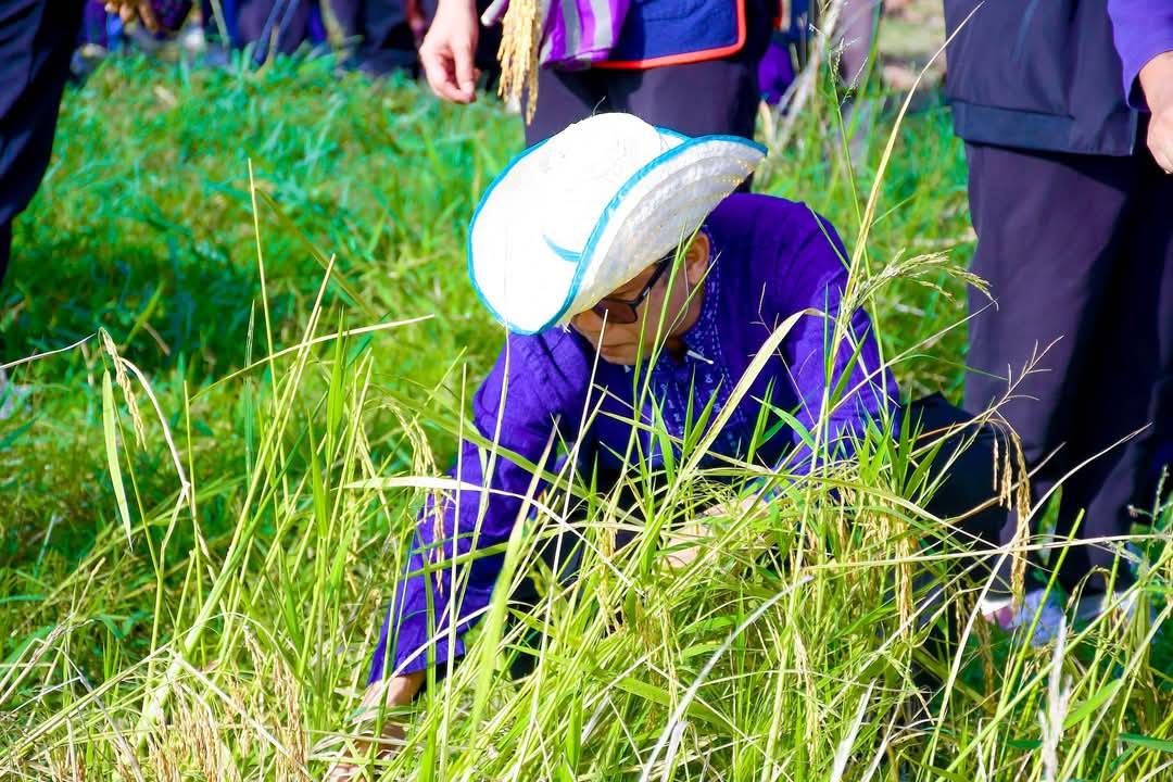 ประมงจังหวัดพัทลุง เข้าร่วมพิธีตักบาตรพระสงฆ์ และพิธีทำขวัญข้าว กิจกรรม “บูชาแม่โพสพนอบนบจอมผไท” ณ นาบ้านหลักโยชน์ หมู่ที่ 4 ตำบลมะกอกเหนือ อำเภอควนขนุน  จังหวัดพัทลุง