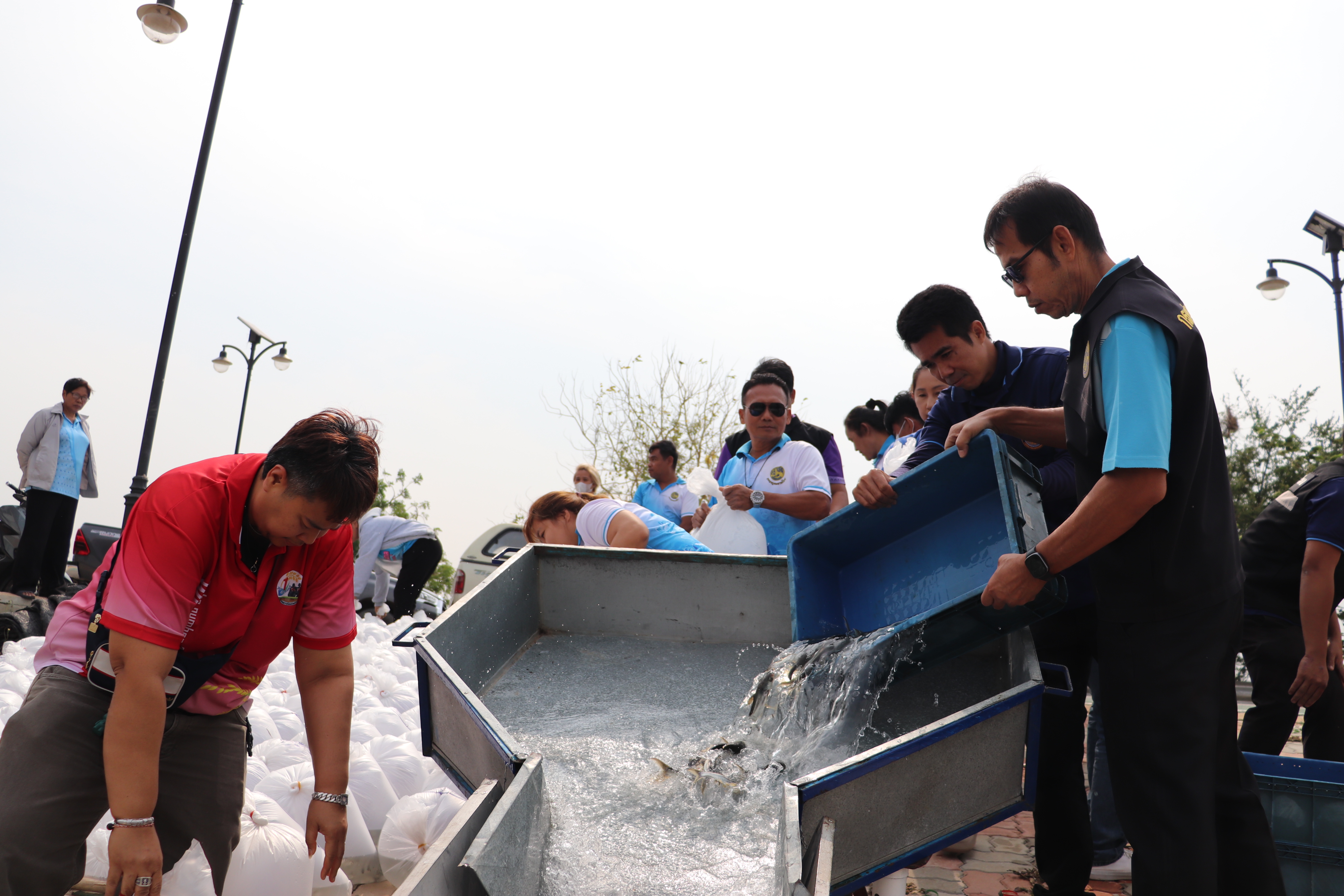 ร่วมปล่อยพันธุ์สัตว์น้ำเศรษฐกิจ 6 ชนิด ณ หนองลาดจินจานและหนองเพิกไพร ในพื้นที่อำเภอวิเศษขัยชาญ