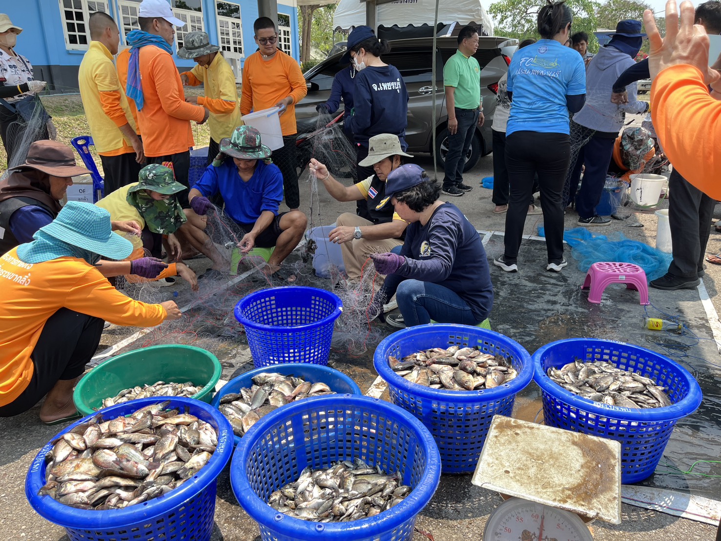 กิจกรรมลงแขกลงคลองกำจัดปลาหมอคางดำ เพื่อเป็นการแก้ไขปัญหาการแพร่ระบาดของปลาหมอคางดำในพื้นที่ให้มีประสิทธิภาพ