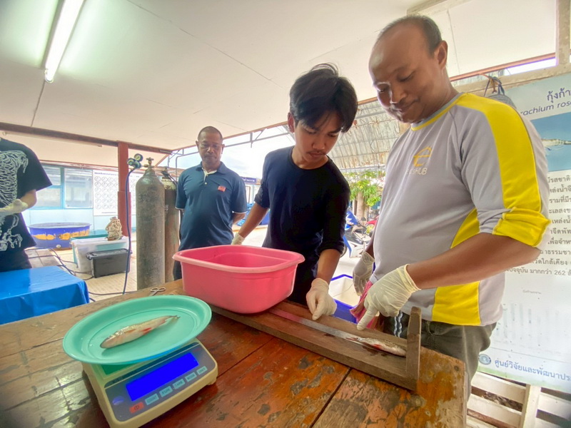 ดำเนินการสำรวจตัวอย่างปลาน้ำจืดมีไข่ ในพื้นที่ทะเลน้อยจังหวัดพัทลุง..คลิก