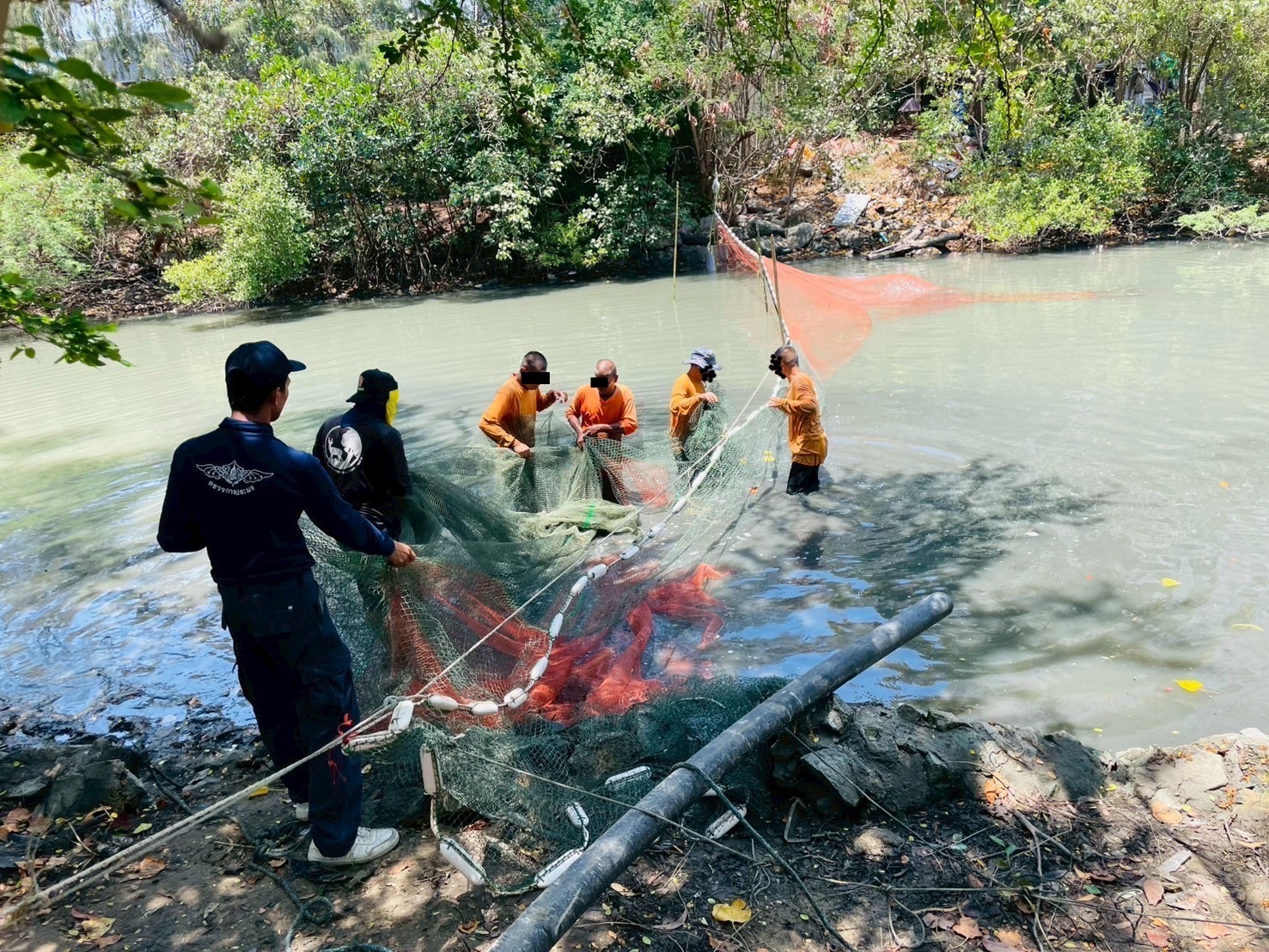 กิจกรรมลงแขกลงคลองกำจัดปลาหมอคางดำในพื้นที่จังหวัดเพชรบุรี 