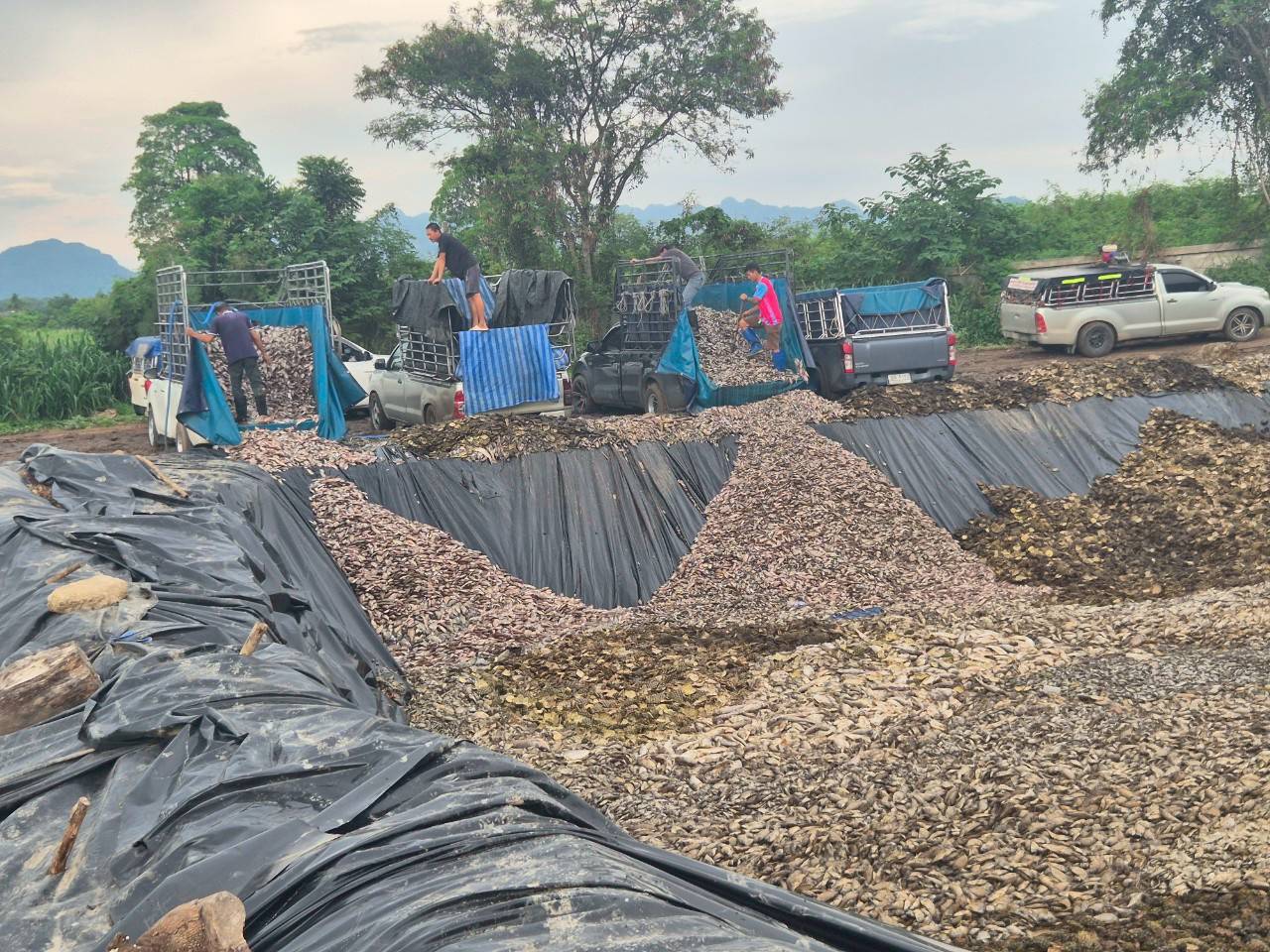 ตรวจรับปลาหมอคางดำ..คลิก