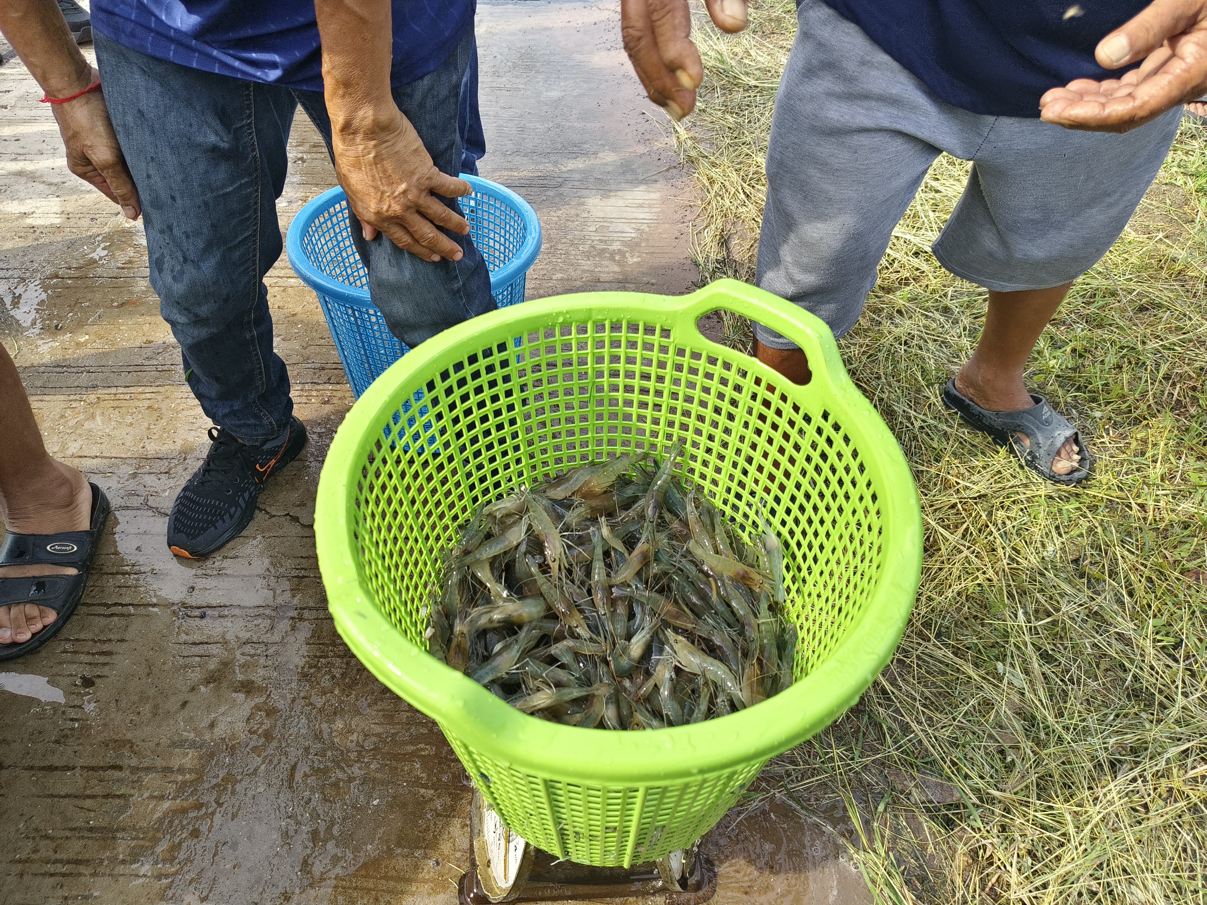 การปล่อยพันธุ์กุ้งก้ามกราม ในแหล่งน้ำตามโครงการบริหารจัดการทรัพยากรประมง กิจกรรมบริหารจัดการทรัพยากรประมงน้ำจืด ประจำปี 2568