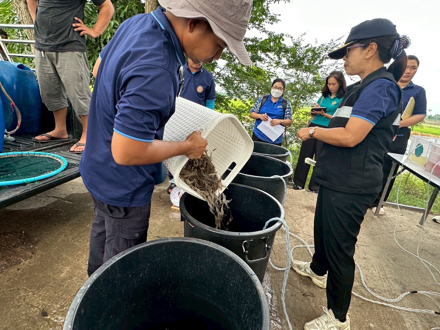 ร่วมปล่อยพันธุ์สัตว์น้ำเศรษฐกิจ พันธุ์กุ้งก้ามกราม ณ บึงห้วยคล้า ในพื้นที่อำเภอวิเศษชาญ หนองลาดใหญ่และหนองคชบาล ในพื้นที่อำเภอไชโย จังหวัดอ่างทอง