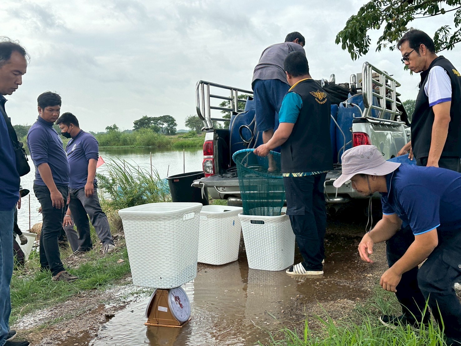 ร่วมปล่อยพันธุ์สัตว์น้ำเศรษฐกิจ พันธุ์กุ้งก้ามกราม ณ บึงห้วยคล้า ในพื้นที่อำเภอวิเศษชาญ หนองลาดใหญ่และหนองคชบาล ในพื้นที่อำเภอไชโย จังหวัดอ่างทอง