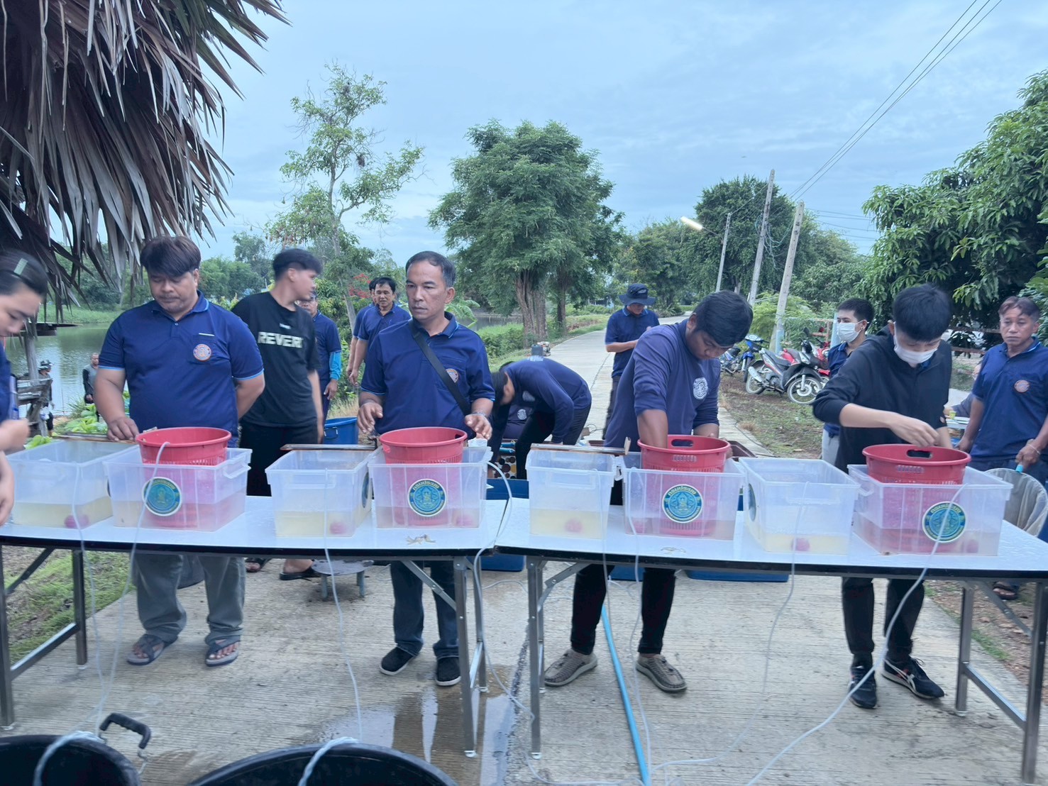 ร่วมปล่อยพันธุ์สัตว์น้ำเศรษฐกิจ พันธุ์กุ้งก้ามกราม ณ บึงห้วยคล้า ในพื้นที่อำเภอวิเศษชาญ หนองลาดใหญ่และหนองคชบาล ในพื้นที่อำเภอไชโย จังหวัดอ่างทอง