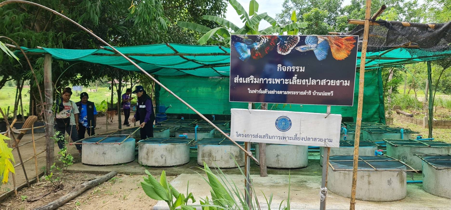ติดตามผลการดำเนินงานโครงการฟาร์มตัวอย่างตามแนวพระราชดำริ บ้านบ่อหวี..คลิก