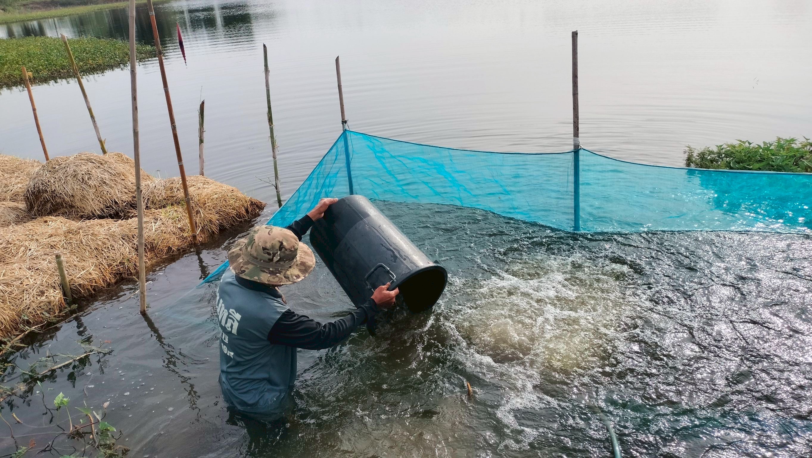 ร่วมปล่อยพันธุ์สัตว์น้ำเศรษฐกิจ พันธุ์กุ้งก้ามกรามชดเชย ณ บึงห้วยคล้า ในพื้นที่อำเภอวิเศษชาญ หนองลาดใหญ่และหนองคชบาล ในพื้นที่อำเภอไชโย จังหวัดอ่างทอง