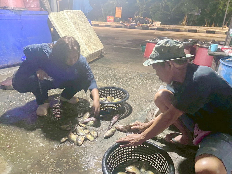 ดำเนินการสำรวจตัวอย่างปลาน้ำจืดมีไข่ ในพื้นที่ทะเลน้อยจังหวัดพัทลุง..คลิก