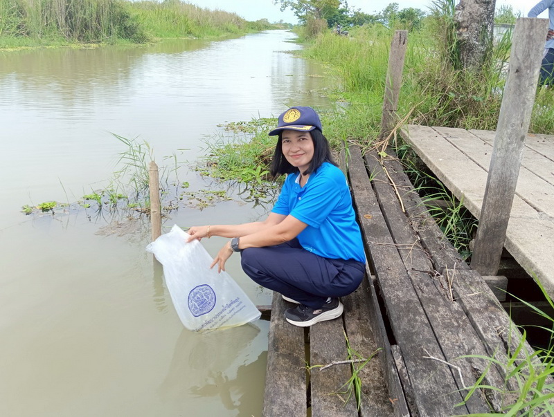 ร่วมปล่อยพันธุ์กุ้งก้ามกราม ลงสู่คลองทุ่งพัด อำเภอชะอวด จังหวัดนครศรีธรรมราช..คลิก