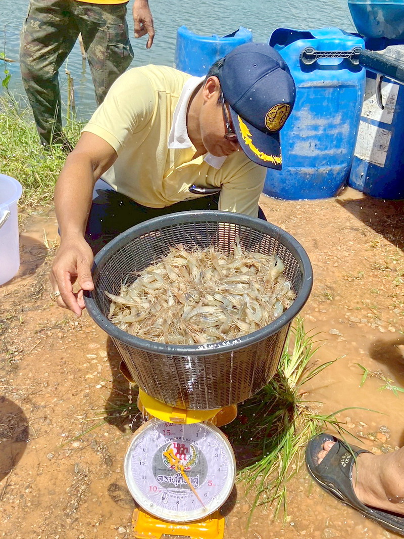 ร่วมตรวจรับและปล่อยพันธุ์กุ้งก้ามกราม ลงแหล่งน้ำในพื้นที่จังหวัดพัทลุง