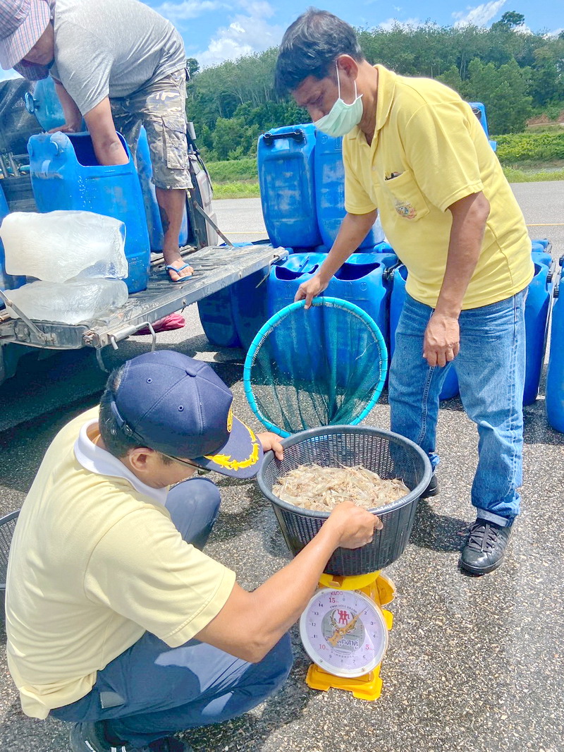 ร่วมตรวจรับและปล่อยพันธุ์กุ้งก้ามกราม ลงแหล่งน้ำในพื้นที่จังหวัดพัทลุง..คลิก