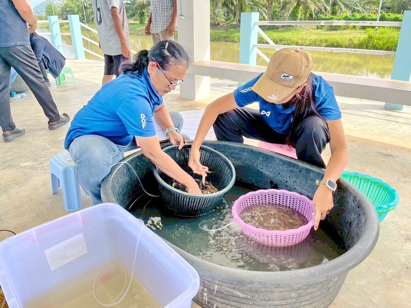 ร่วมตรวจรับและปล่อยพันธุ์กุ้งก้ามกราม ลงแหล่งน้ำในพื้นที่จังหวัดพัทลุง