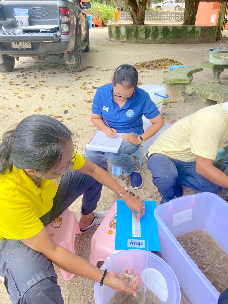 ร่วมตรวจรับและปล่อยพันธุ์กุ้งก้ามกราม ลงแหล่งน้ำในพื้นที่จังหวัดพัทลุง