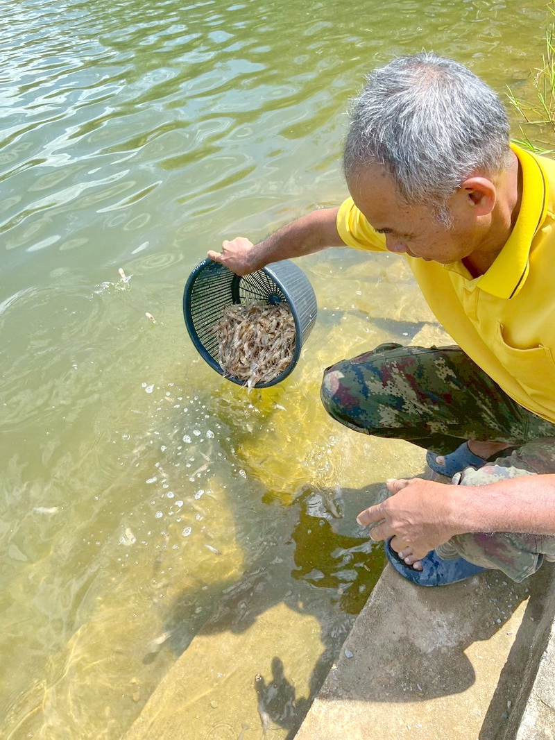 ร่วมตรวจรับและปล่อยพันธุ์กุ้งก้ามกราม ลงแหล่งน้ำในพื้นที่จังหวัดพัทลุง