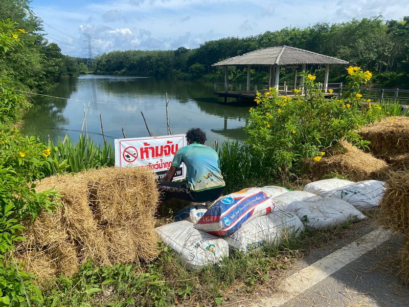 ดำเนินการสร้างอาหารธรรมชาติ ในแหล่งน้ำห้วยขนุนปาน อ.ศรีบรรพต จ.พัทลุง