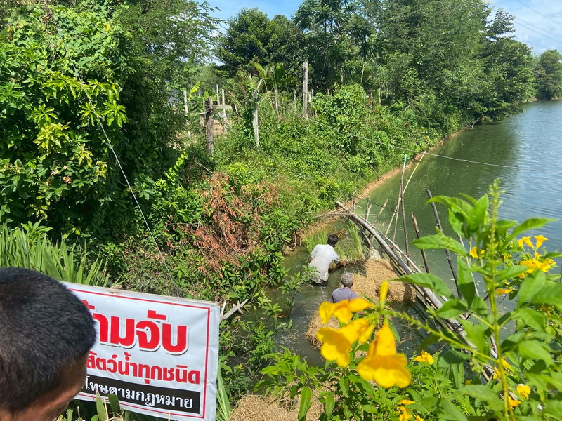 ดำเนินการสร้างอาหารธรรมชาติ ในแหล่งน้ำห้วยขนุนปาน อ.ศรีบรรพต จ.พัทลุง