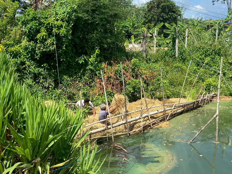 ดำเนินการสร้างอาหารธรรมชาติ ในแหล่งน้ำห้วยขนุนปาน อ.ศรีบรรพต จ.พัทลุง