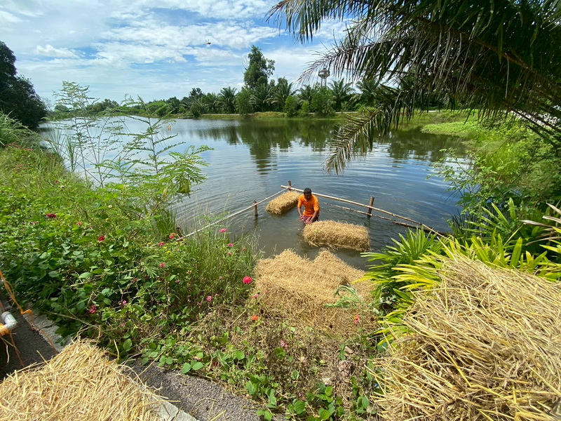ดำเนินการสร้างอาหารธรรมชาติ ในอ่างเก็บน้ำหนองเลน อ.บางแก้ว จ.พัทลุง..คลิก