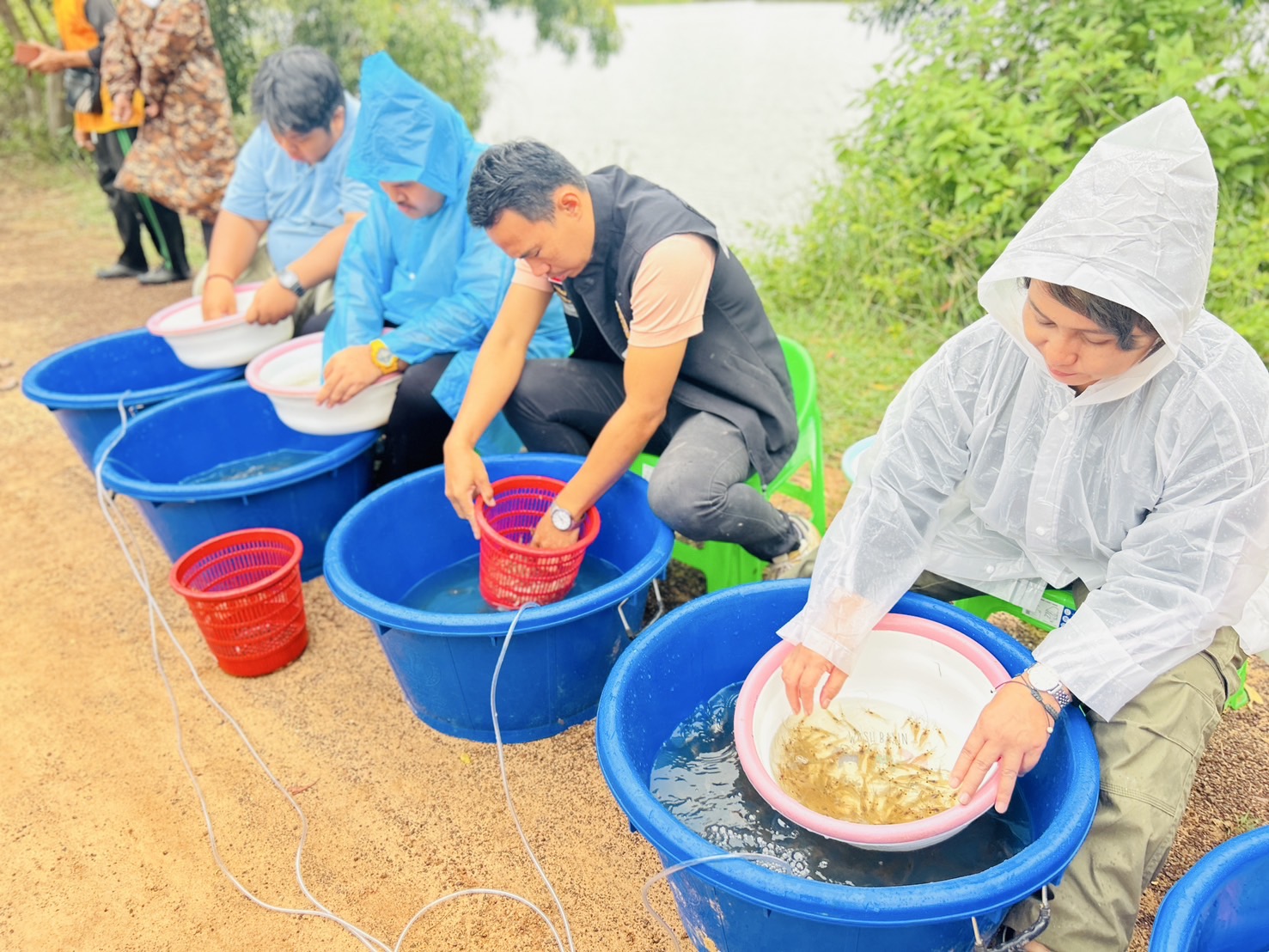 ปล่อยพันธุ์สัตว์น้ำ(กุ้งก้ามกราม) ในโครงการบริหารจัดการทรัพยากรประมงกิจกรรมบริหารจัดการทรัพยากรประมงน้ำจืดการเพิ่มผลผลิตสัตว์น้ำในแหล่งน้ำชุมชน เพื่อเพิ่มรายได้และลดค่าครองชีพของประชาชนประจำปีงบประมาณ 2568 รวมทั้งสิ้น 6 แหล่งน้ำ
