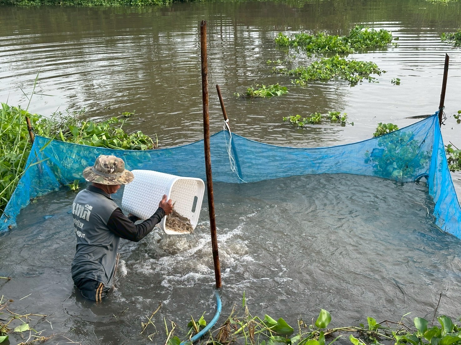 ร่วมปล่อยพันธุ์สัตว์น้ำเศรษฐกิจ พันธุ์กุ้งก้ามกราม ณ หนองอีล้ำ หนองหลวง ในพื้นที่อำเภอโพธิ์ทอง หนองขันเหลา และหนองสามง่ามน้อย ในพื้นที่อำเภอไชโย จังหวัดอ่างทอง