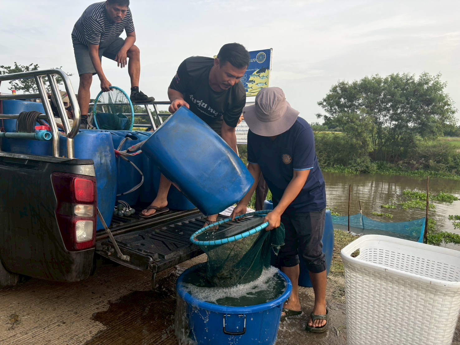 ร่วมปล่อยพันธุ์สัตว์น้ำเศรษฐกิจ พันธุ์กุ้งก้ามกราม ณ หนองอีล้ำ หนองหลวง ในพื้นที่อำเภอโพธิ์ทอง หนองขันเหลา และหนองสามง่ามน้อย ในพื้นที่อำเภอไชโย จังหวัดอ่างทอง