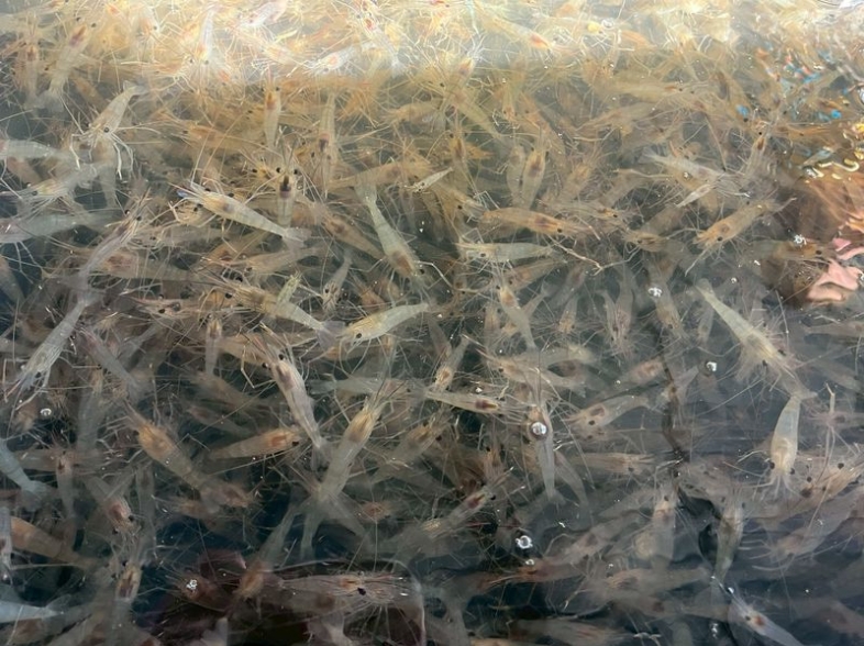 ตรวจรับพันธุ์กุ้งก้ามกราม โครงการบริหารจัดการทรัพยากรประมง กิจกรรมบริหารจัดการทรัพยากรประมงน้ำจืด การเพิ่มผลผลิตสัตว์น้ำในแหล่งน้ำชุมชนเพื่อเพิ่มรายได้และลดค่าครองชีพของประชาชน และปล่อยพันธุ์กุ้งก้ามกรามลงแหล่งน้ำที่เข้าร่วมโครงการดังกล่าว จำนวน 3 แห่งๆละ 40,000 ตัว