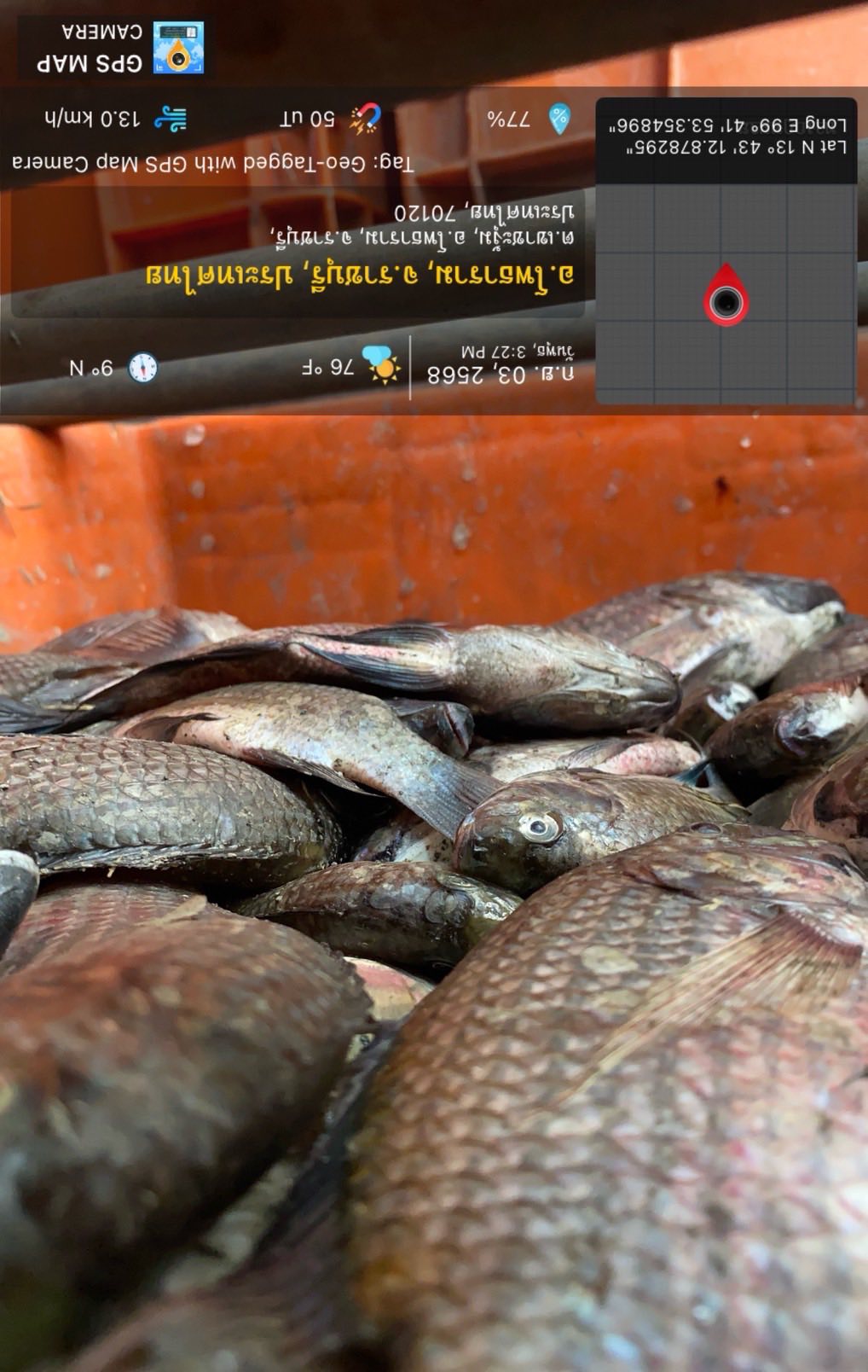 ตรวจสอบรับรองความถูกต้องของปริมาณปลาหมอคางดำ